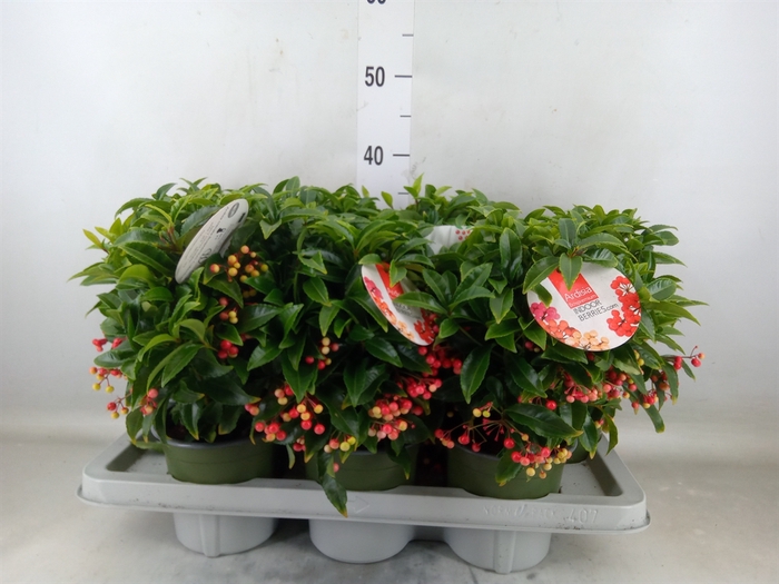 <h4>Ardisia crenata 'Bos Premium'</h4>