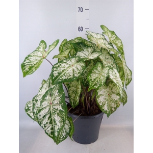 Caladium  'Snow Flurry'