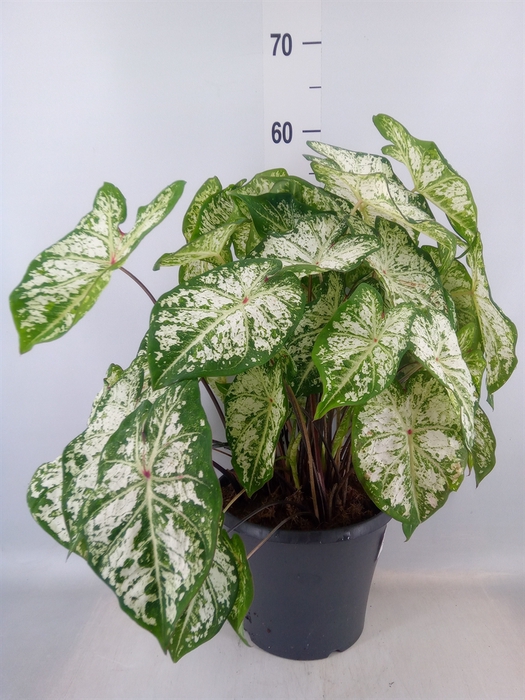 <h4>Caladium  'Snow Flurry'</h4>