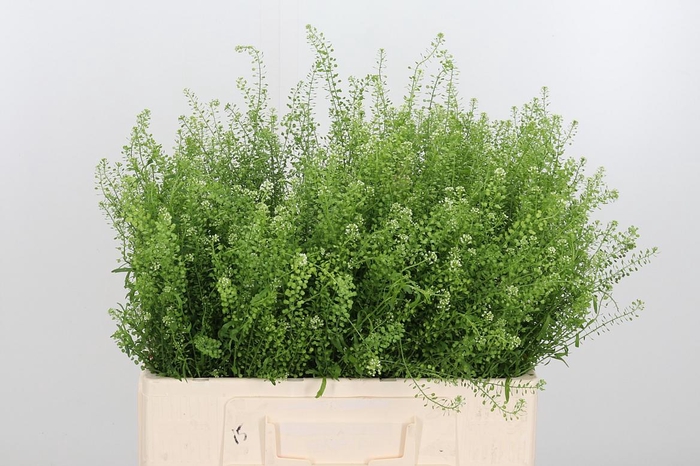 <h4>Lepidium Green Bell</h4>
