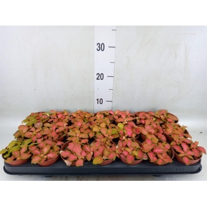 Fittonia   ...