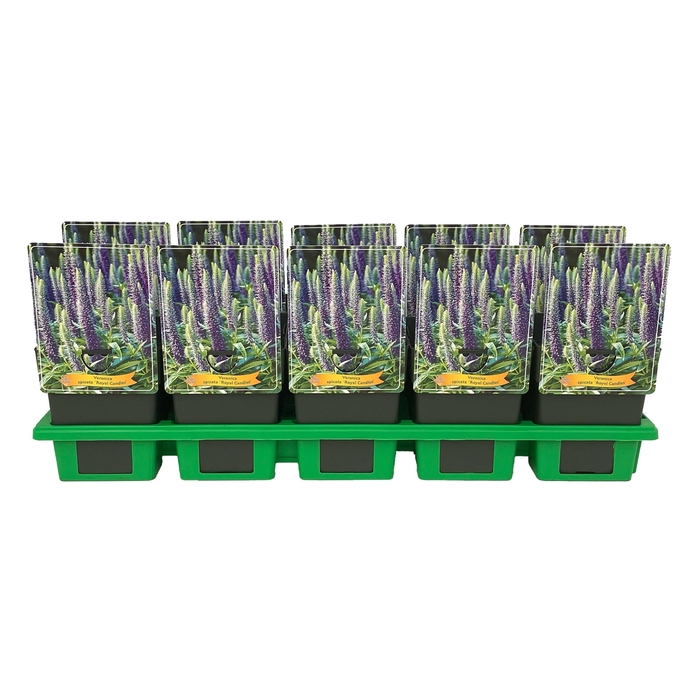 <h4>Veronica spicata 'Royal Candles' P11</h4>