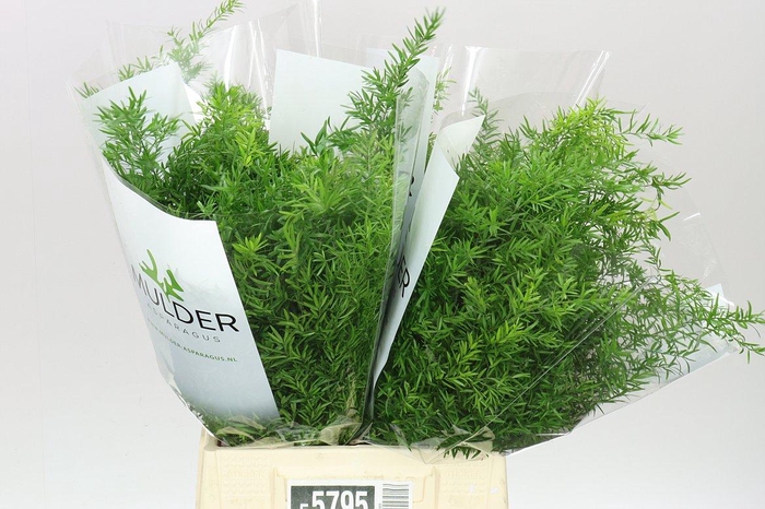 <h4>Asparagus Cwebe</h4>