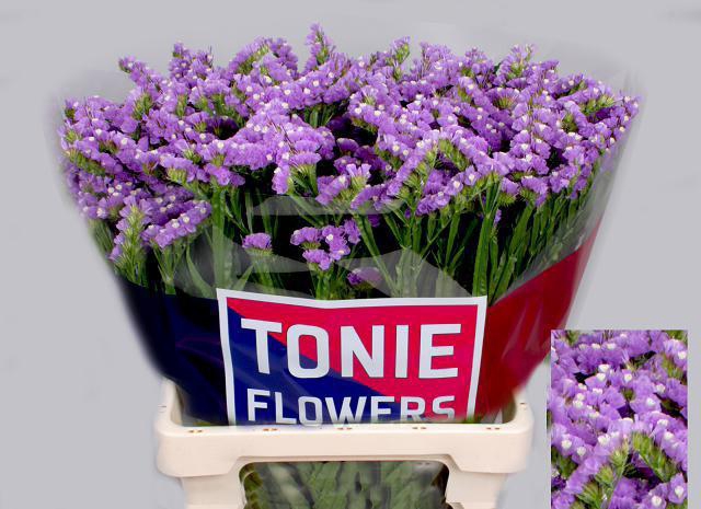 <h4>LIM S TESSA MALVA</h4>