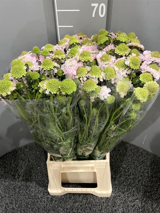 <h4>Scabiosa Vanilla</h4>