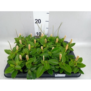 Peperomia pros. 'Pixie'