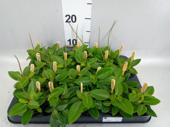 Peperomia pros. 'Pixie'