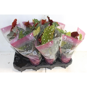 BEGONIA MACULATA P13 PO