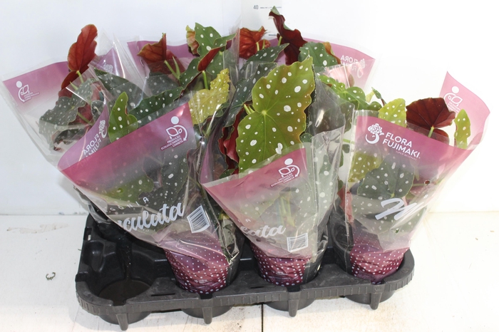 <h4>BEGONIA MACULATA P13 PO</h4>