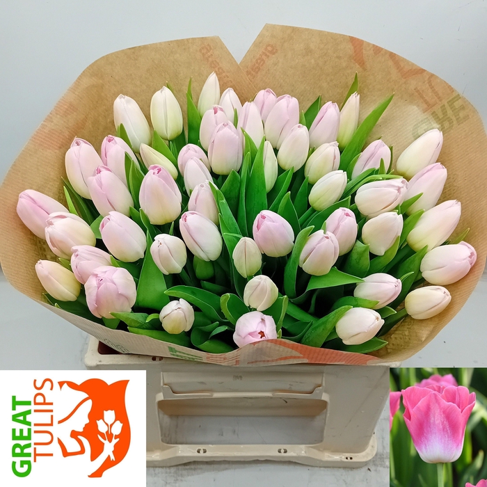 <h4>TU EN DYNASTY</h4>