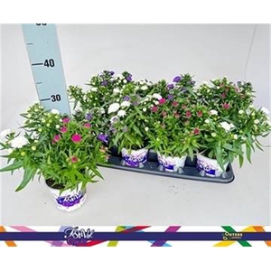ASTER SHOWM GEM