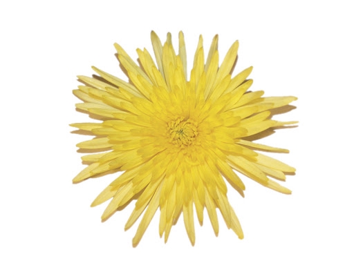 <h4>CRIS. YELLOW SHURIKI 070 CM</h4>