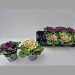 BRASSICA (SIERKOOL)