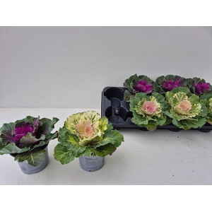 BRASSICA (SIERKOOL)
