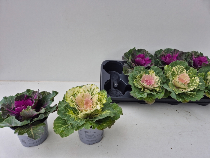 <h4>BRASSICA (SIERKOOL)</h4>