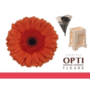 Gerbera Capella