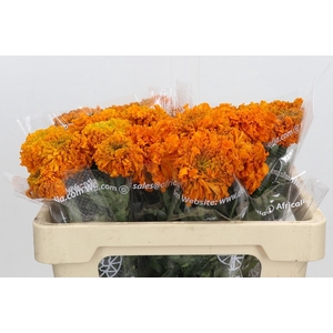 Tagetes Marigold Promise Orange