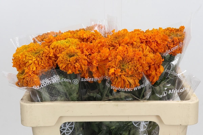 Tagetes Marigold Promise Orange