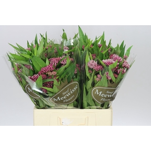 Asclepias In Soulmate