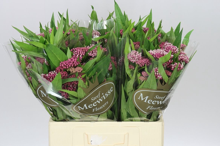 <h4>Asclepias In Soulmate</h4>