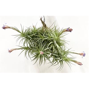 TILLANDSIA AERANTHOS