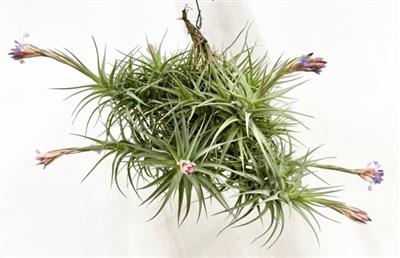 <h4>TILLANDSIA AERANTHOS</h4>