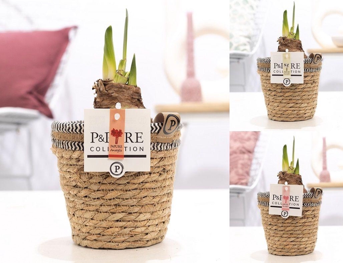 <h4>Hippeastrum mix in P&PURE Basket 6</h4>