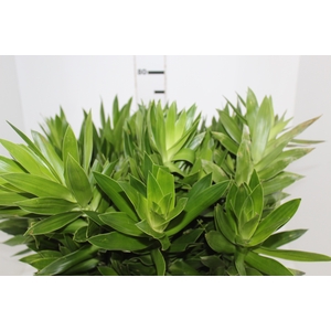 FOLHAGEM DRACENA PLEOMELE VERDE