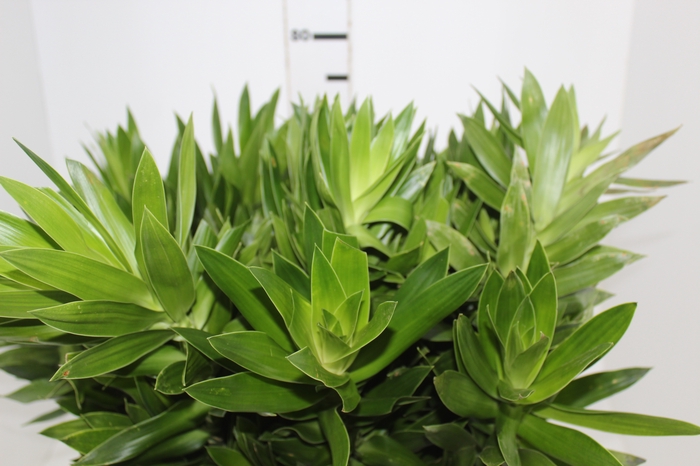 <h4>FOLHAGEM DRACENA PLEOMELE VERDE</h4>