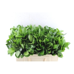 Ruscus Hypophyllum