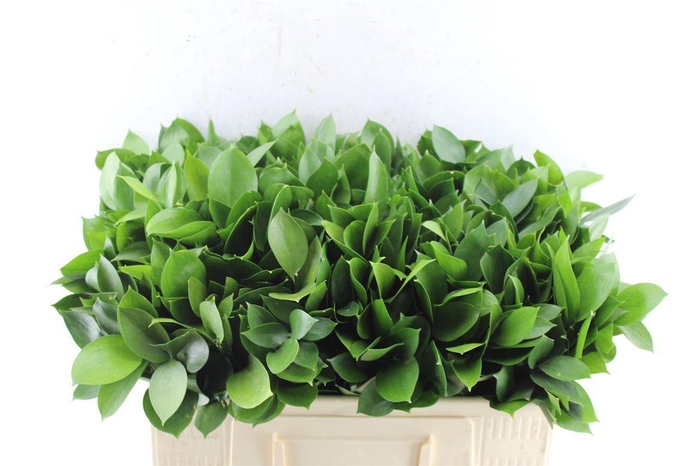 <h4>Ruscus Hypophyllum</h4>