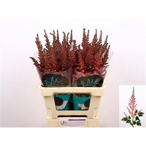 Astil C Vi Pink 65cm