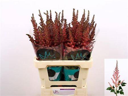 <h4>Astilbe C Vi Pink</h4>