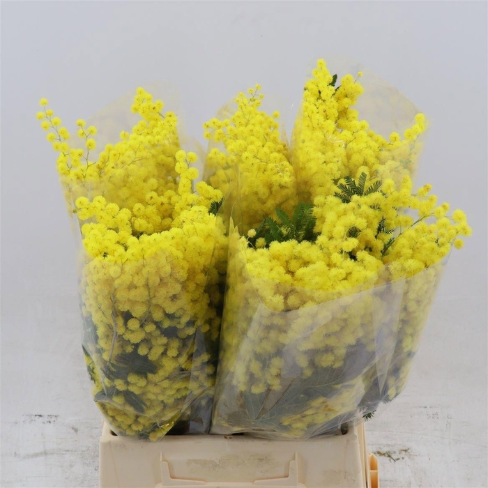 <h4>ACACIA BAILEYA BL BS</h4>