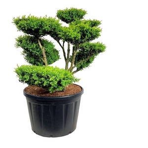 Buxus sempervirens