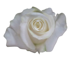 <h4>R Gr Snowbless White 40cm EC</h4>