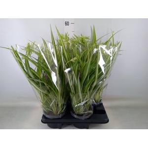 Chlorophytum com. 'Variegatum'