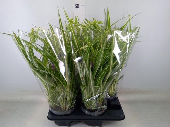 <h4>Chlorophytum com. 'Variegatum'</h4>