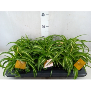 Chlorophytum com. 'Bonnie'