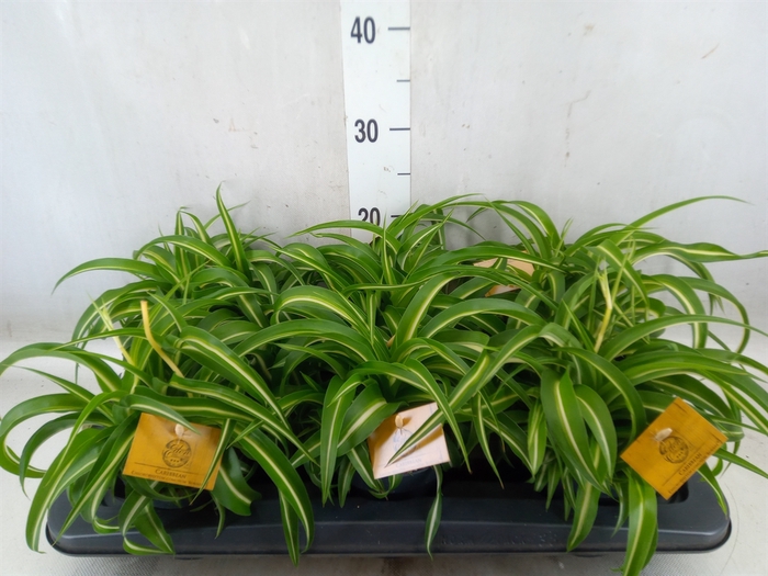 <h4>Chlorophytum com. 'Bonnie'</h4>
