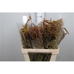 Amar Hot Biscuit Xxl