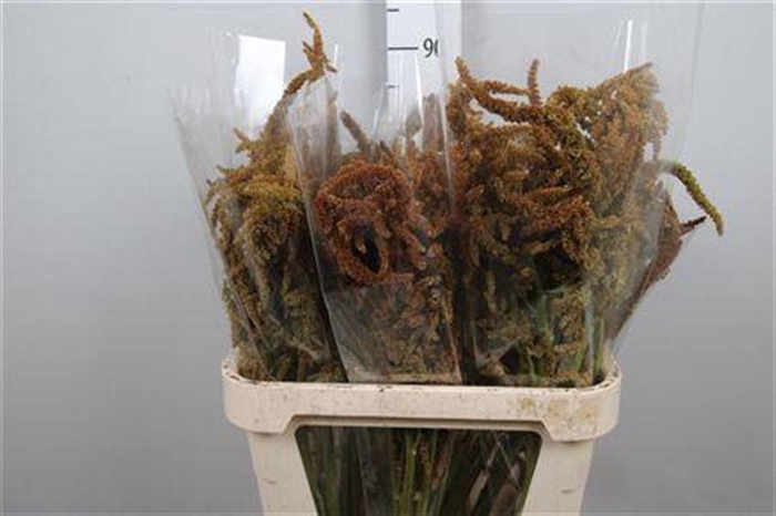 <h4>Amar Hot Biscuit Xxl</h4>