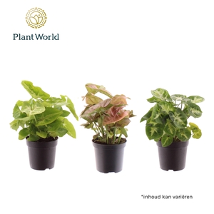 Syngonium gemengd 7 cm