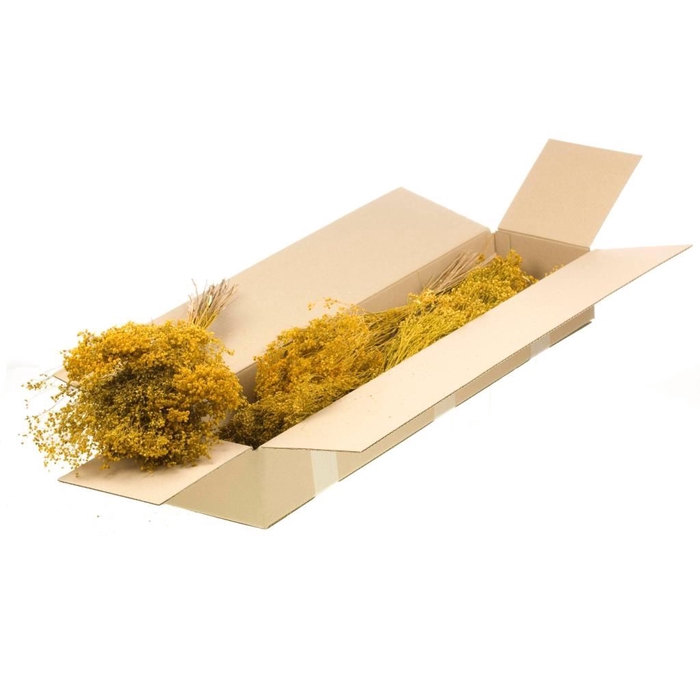 <h4>Broom bloom bunch SB yellow</h4>