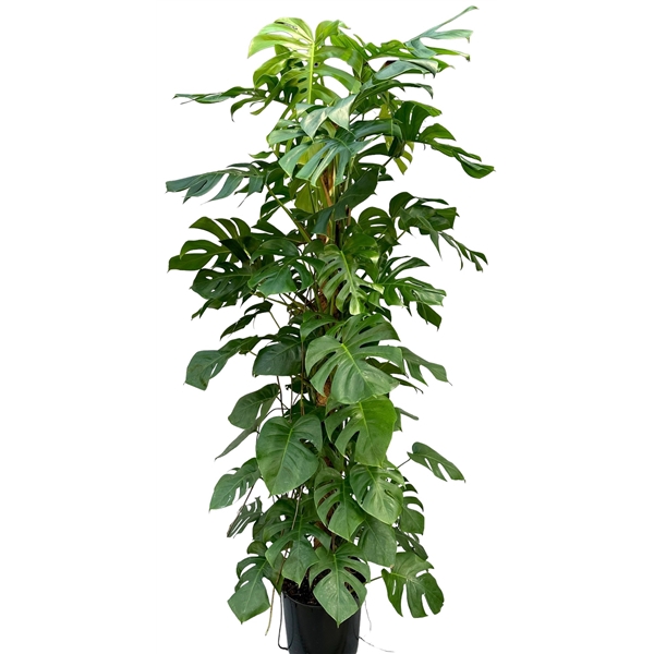 <h4>Monstera 180cm</h4>