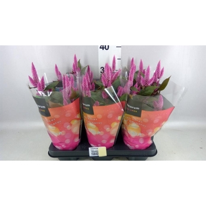 Celosia spic. 'Merida Pink'
