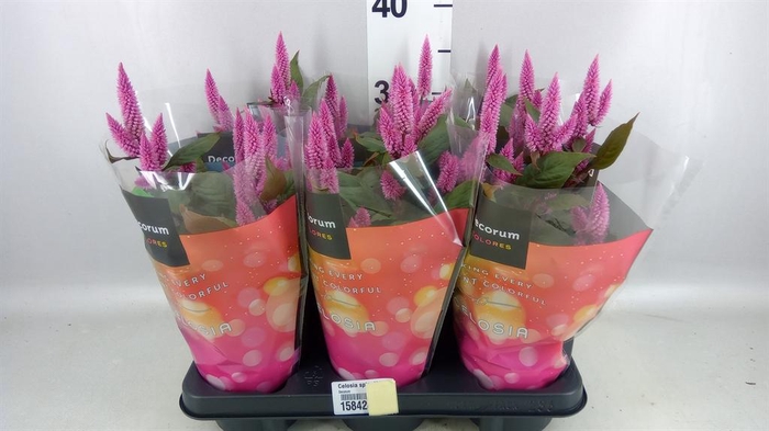 <h4>Celosia spic. 'Merida Pink'</h4>