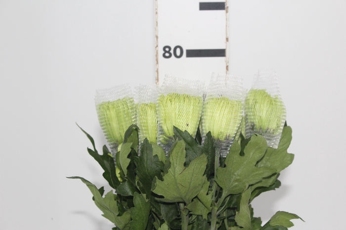 <h4>ANASTASIA DARK GREEN 080 CM VERDE</h4>