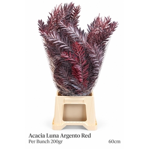 ACACIA BAILEYA BL BS
