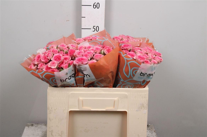 <h4>R Tr Tralala</h4>